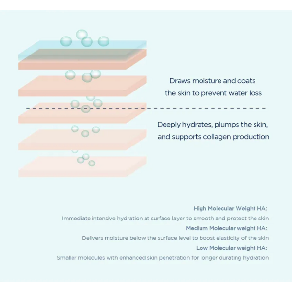 Diagram of skin hydration layers with text explaining the functions of different HA types.