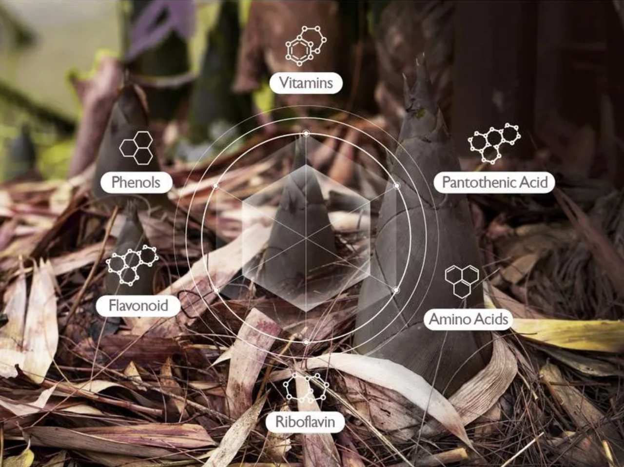 Black Rice Hyaluronic Toner