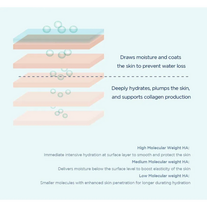 Diagram of skin hydration layers with text explaining the functions of different HA types.